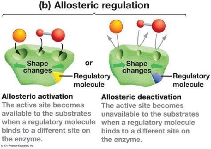 Allosteric Regulation