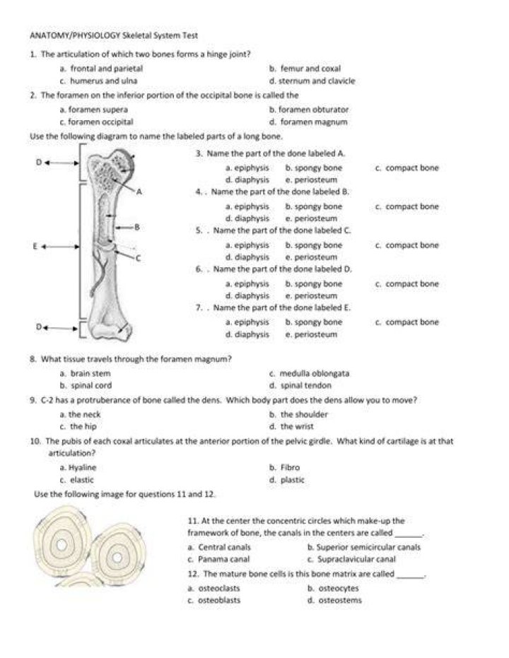 Anatomy: Unit 1 : Bones Test 1 