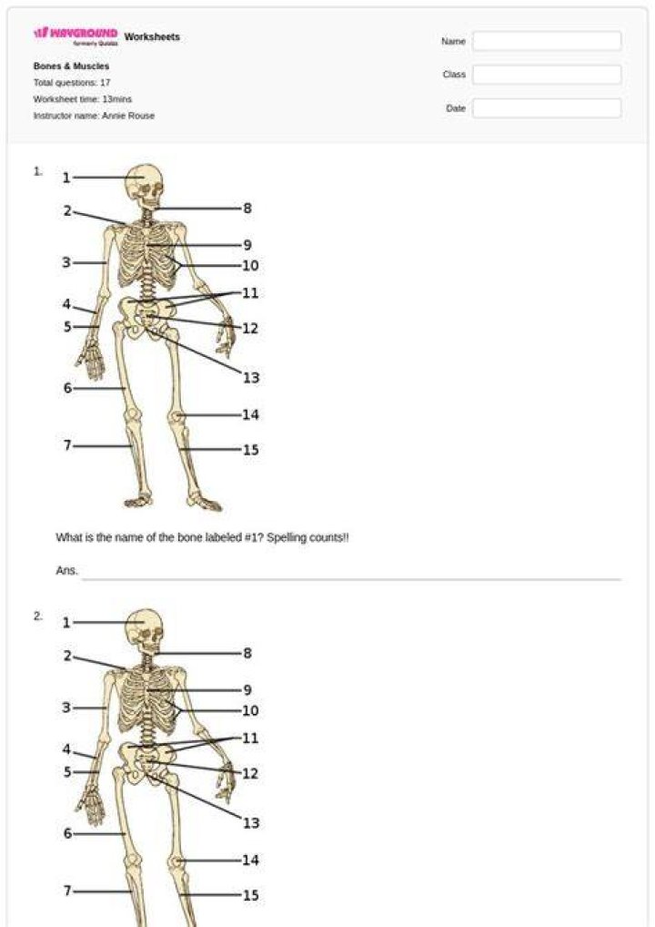 Anatomy:Unit 1 bones Test 3