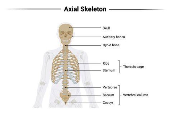 Axial Skeleton Labeling