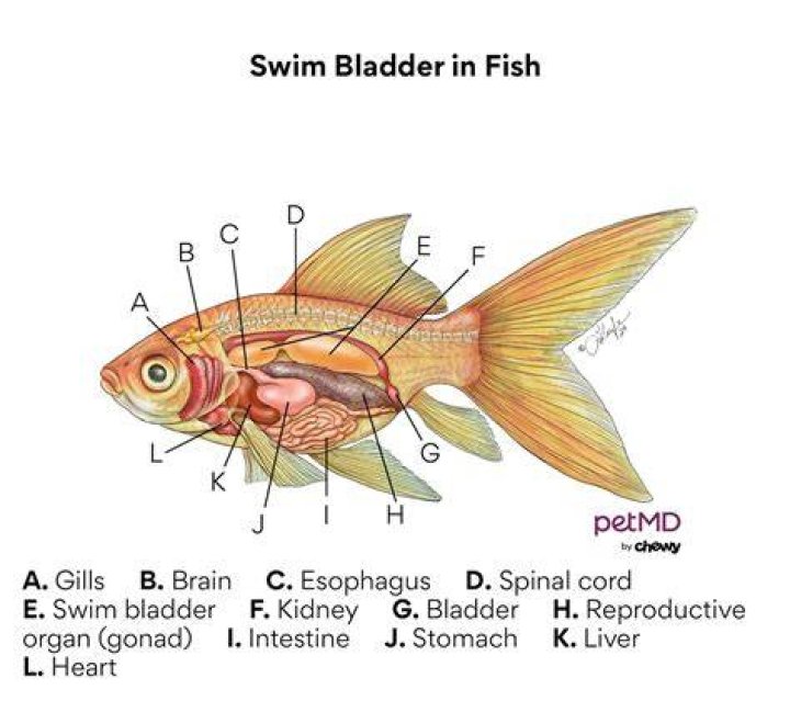 Bladder Fish water stat