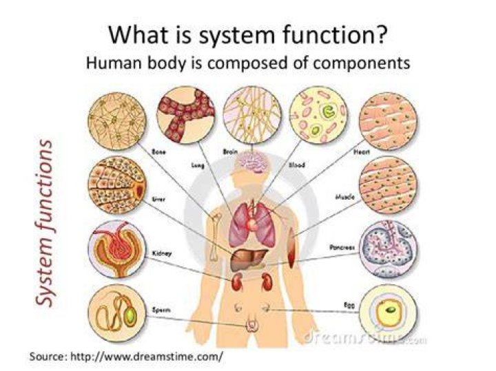 Body System with Structure and Function Quiz