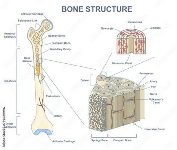 Bone Features