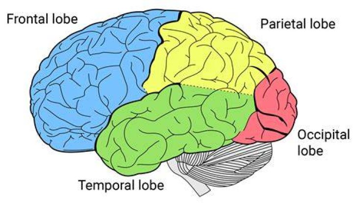 Brain Lobes and Structures