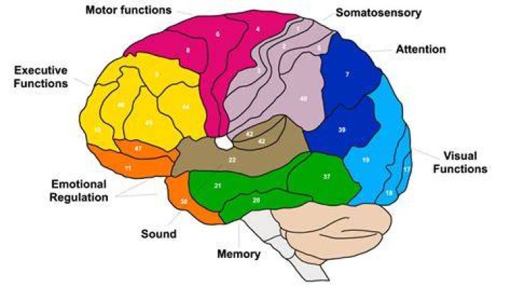 Brodmann's Areas