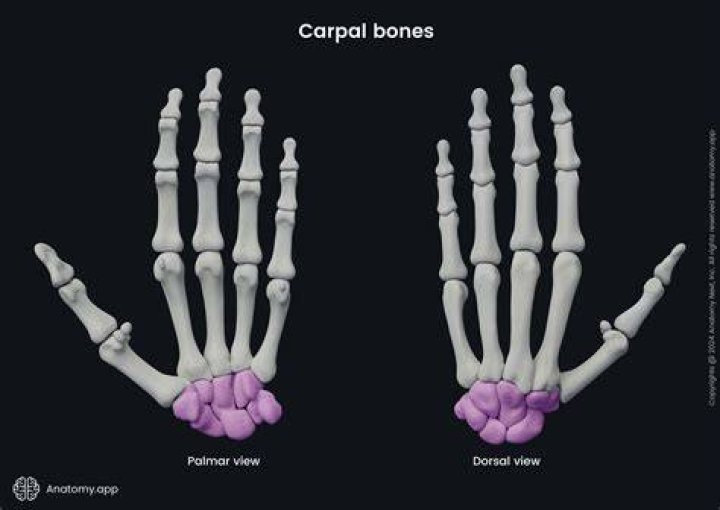 Carpals