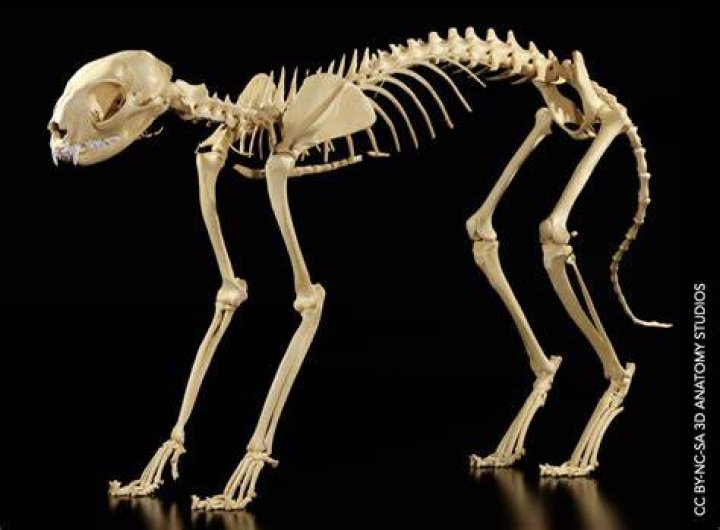 Cat Skeleton