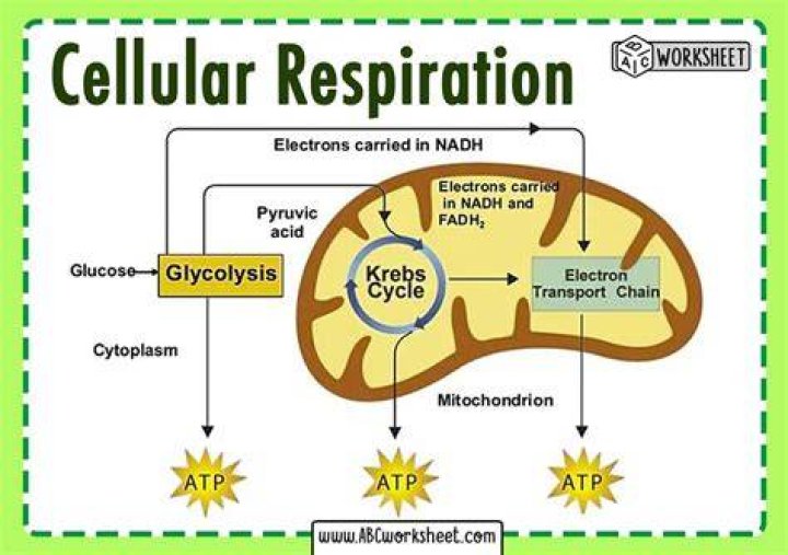 Cellular Respiration Overview