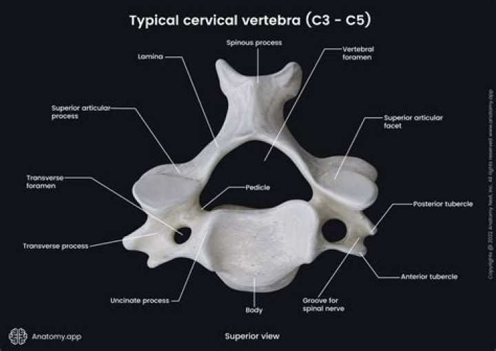Cervical Vertebra
