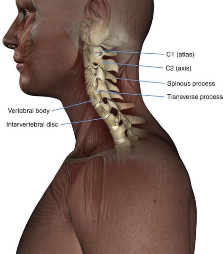 Cervical vertebrae 