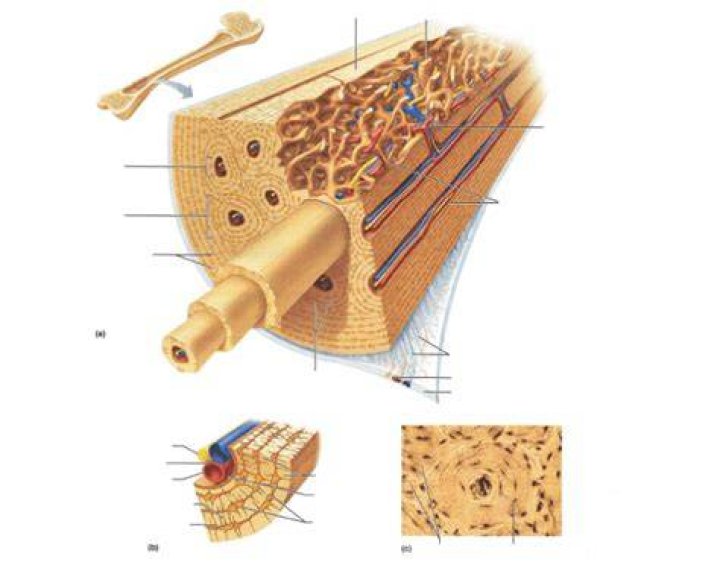 Compact Bone (p 117)