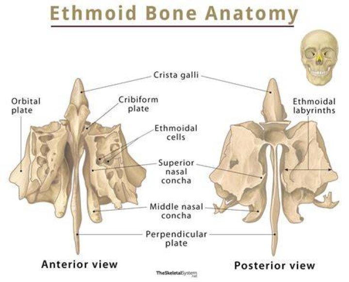 ethmoid bone (lateral)