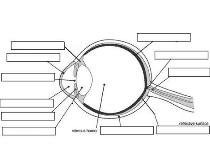 Eye Labeling Practice