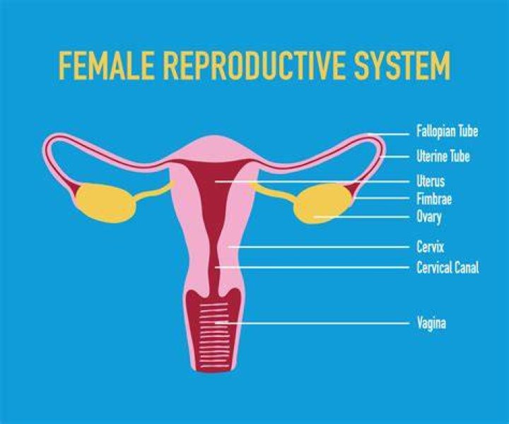 Female Reproductive Basic