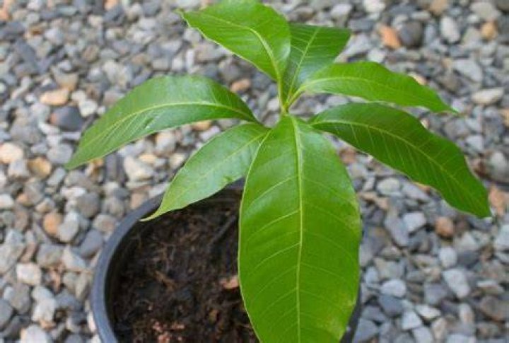 get mango tree saplings in stardew valley