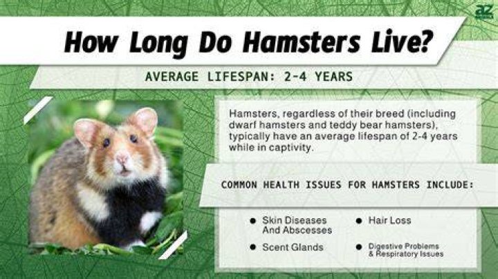 Hamster Life - Cross Field Inc. 1 Hamster Life