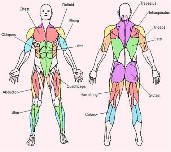 Human Muscle Groups