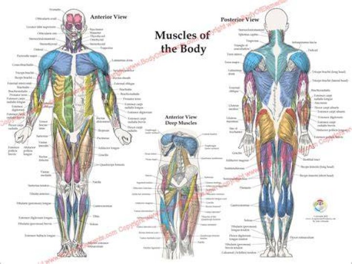 Human Muscles