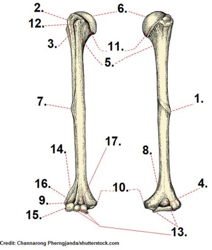 Humerus Quiz