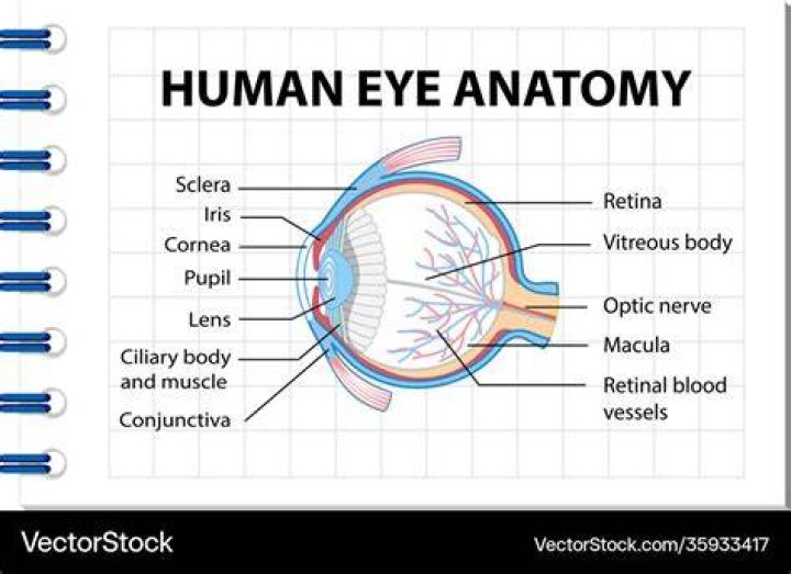 Label the Eye