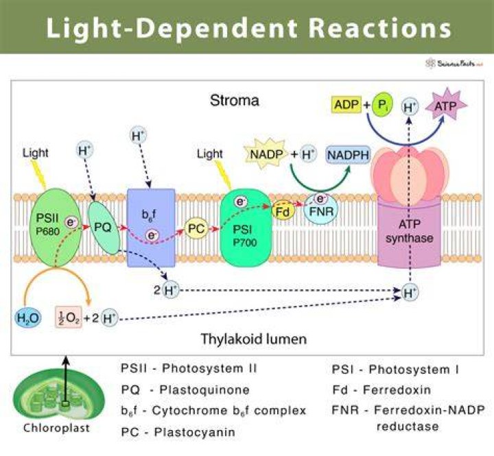 Light Dependent Reactions
