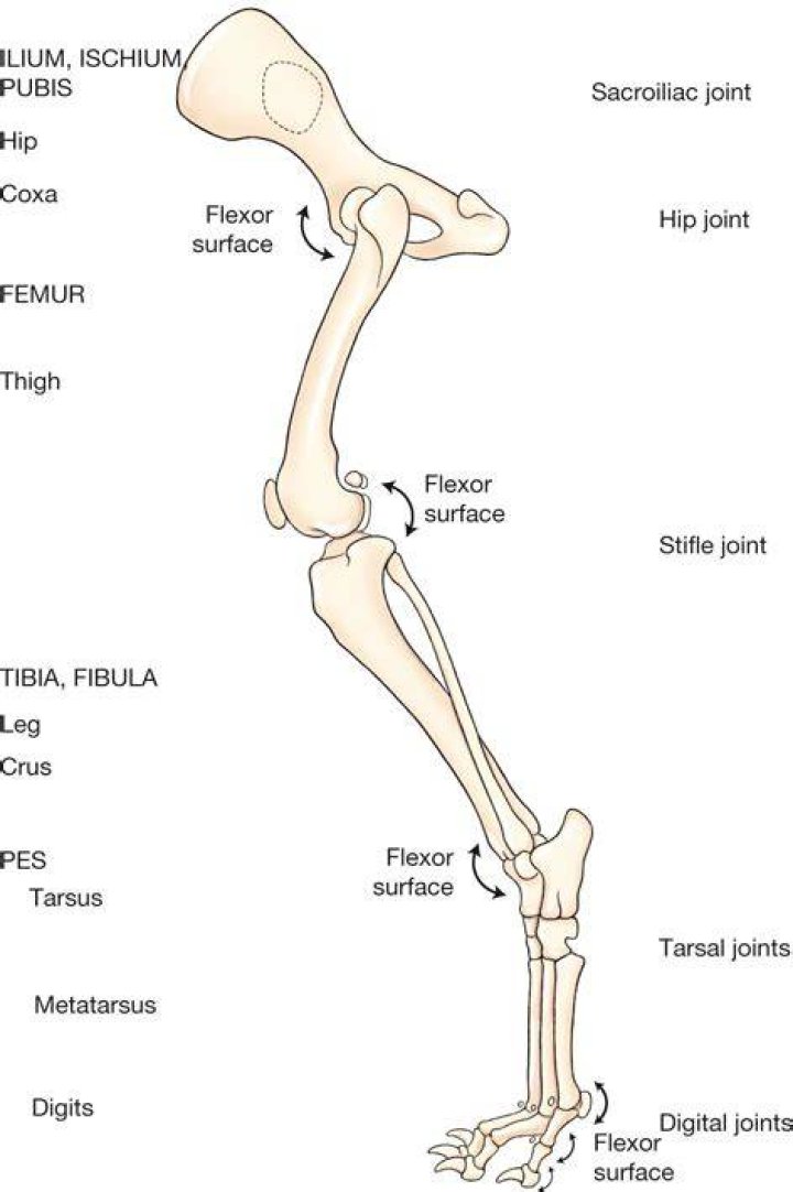 Limb Bones (canine)