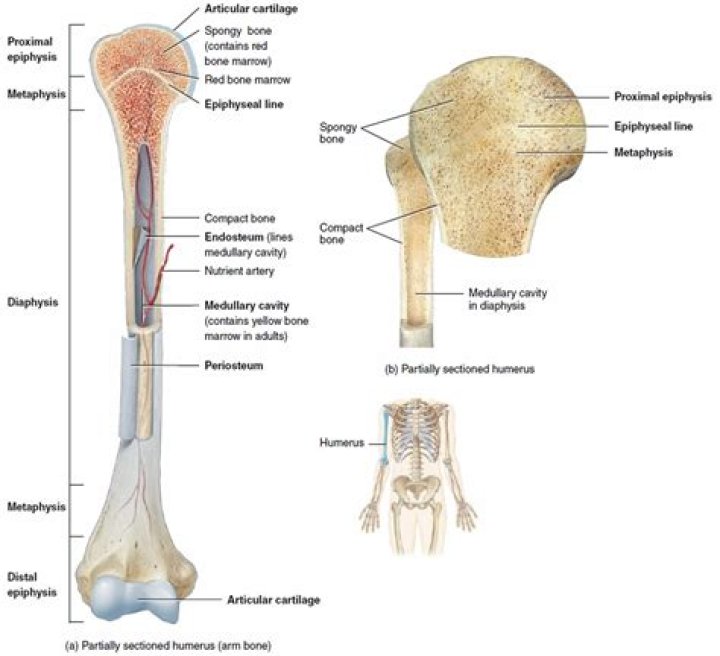 Long bone anatomy 