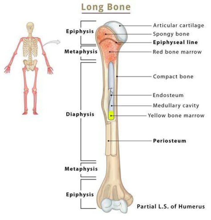 Long bone 