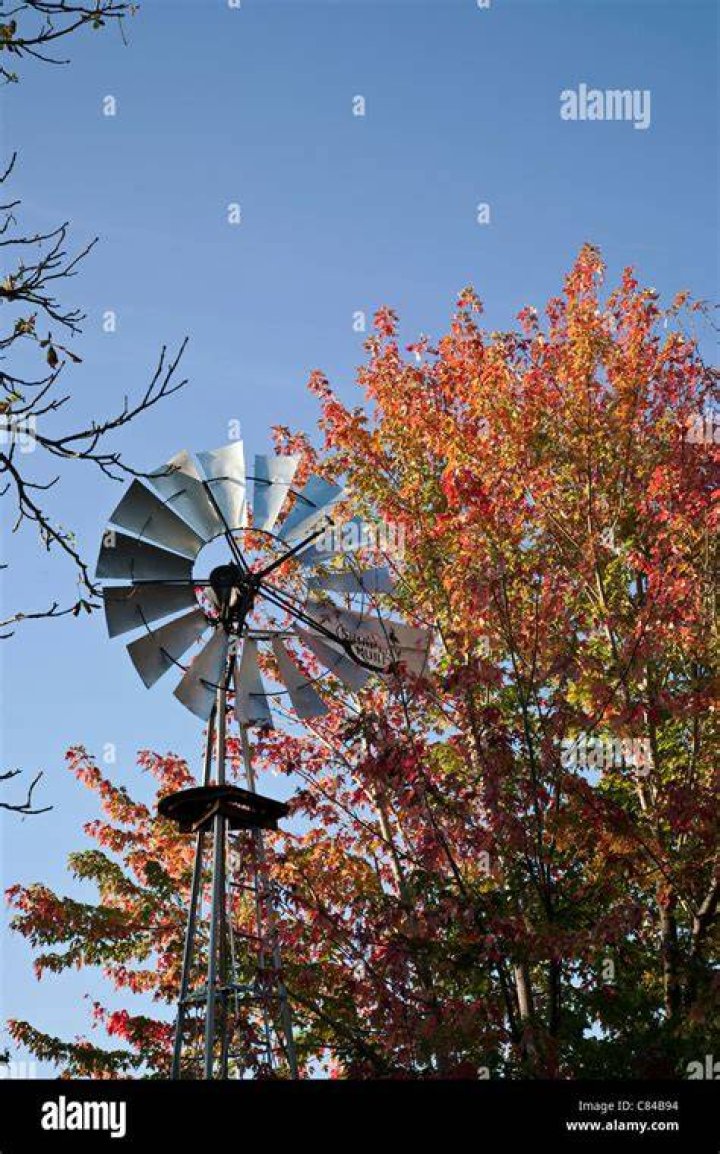 Maple Windmill