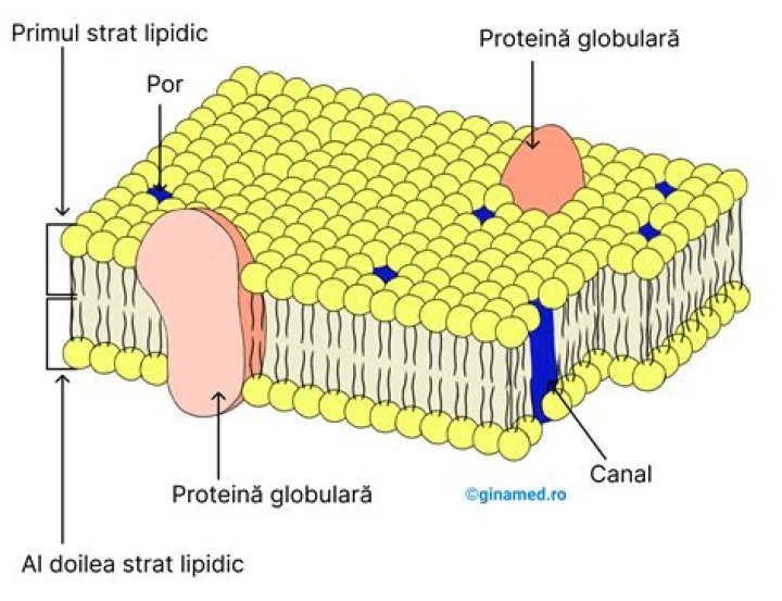 Modelul Mozaic Fluid — Quiz Statistics
