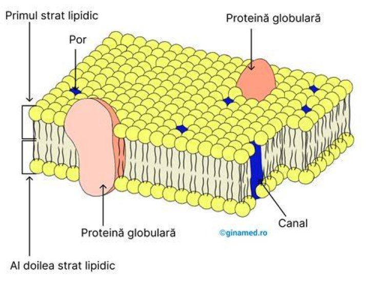 Modelul Mozaic Fluid
