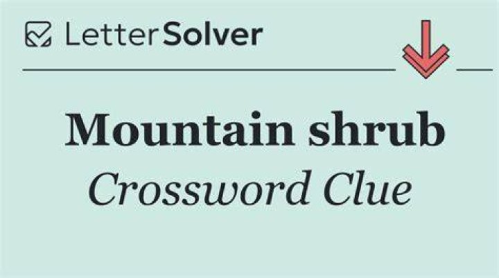Mountain shrub Crossword Clue and Answer