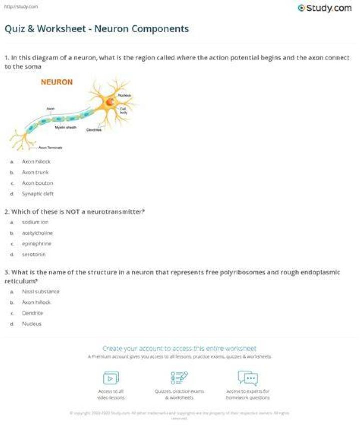Neuron Quiz
