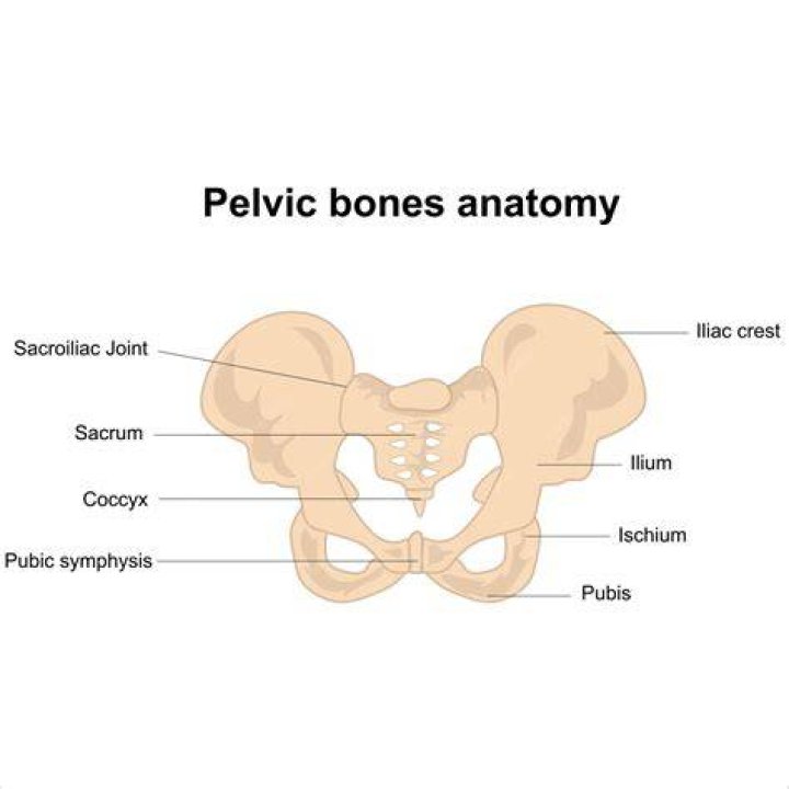 Pelvic bones
