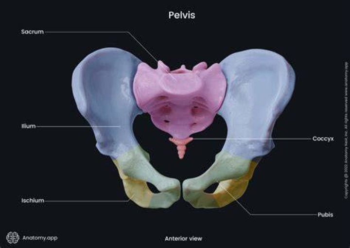 Pelvis 