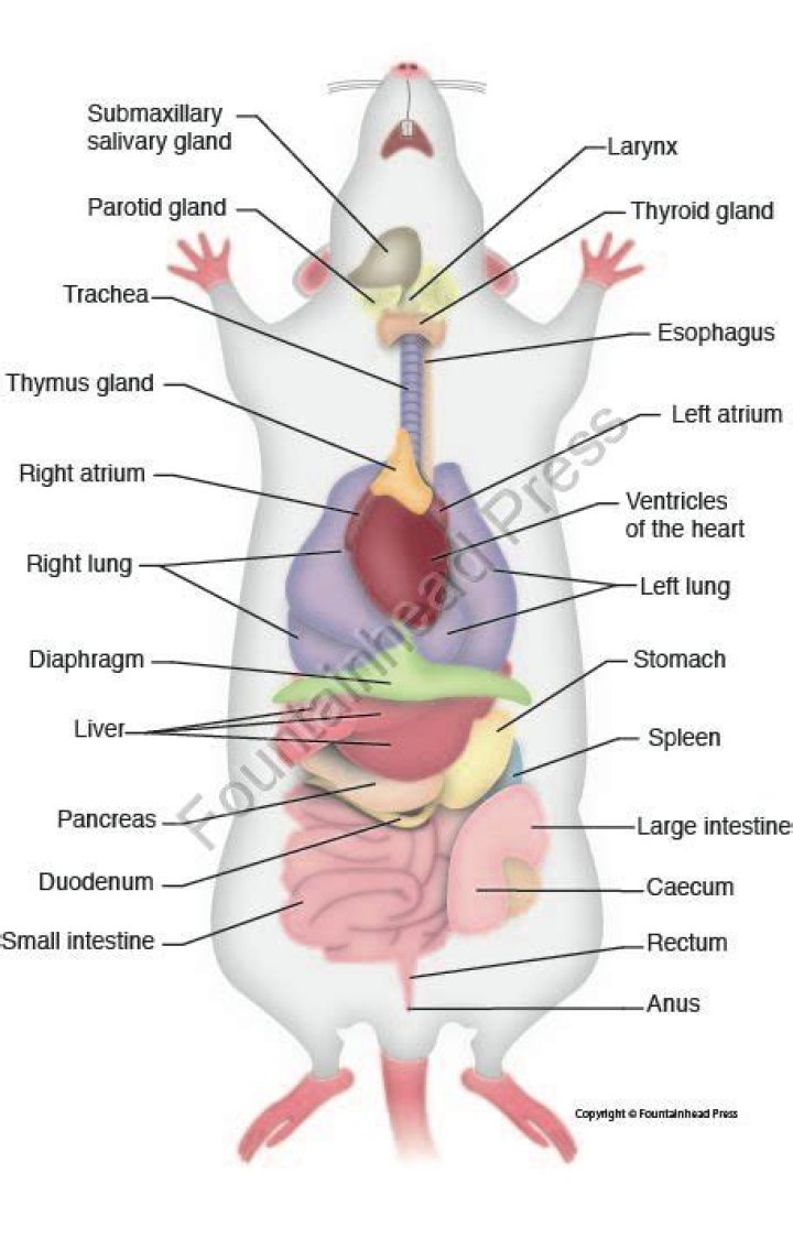 Rat Internal Organs