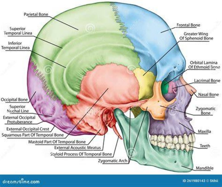 Skull Lateral Bones