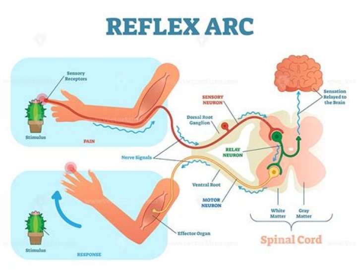 Spinal Reflex Arc