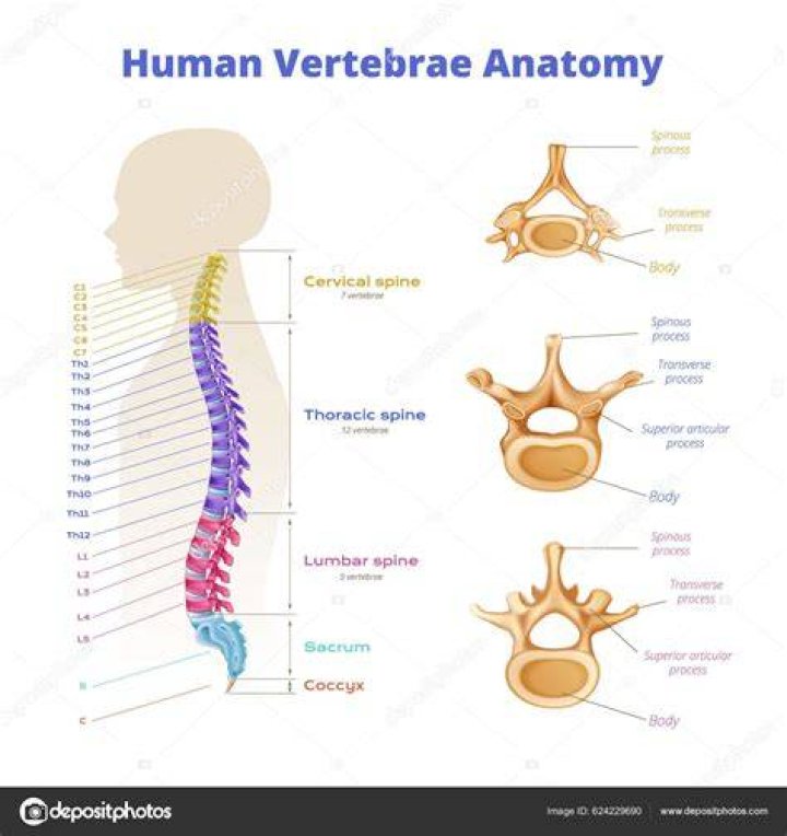 Spinal Vertebrae