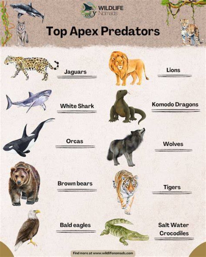 The Apex Predators