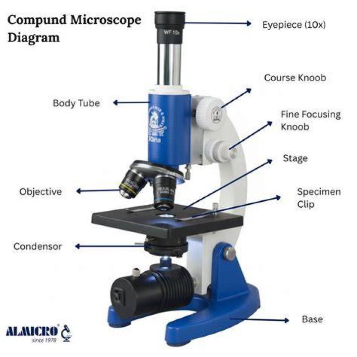 The Compound Microscope