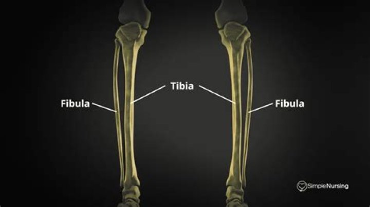Tibia and fibula 