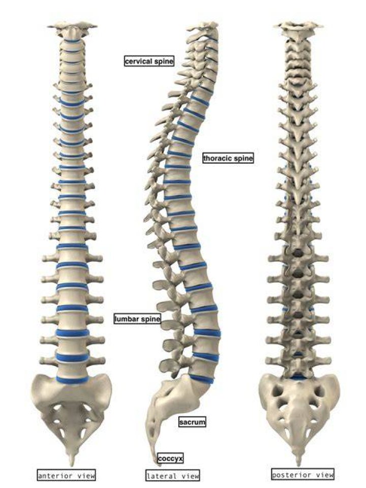 Vertebrae 