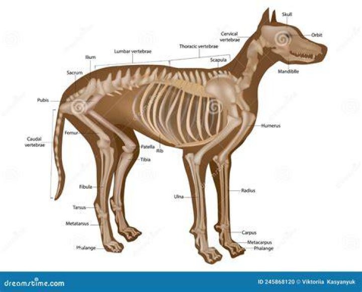 Veterinary dog skeleton