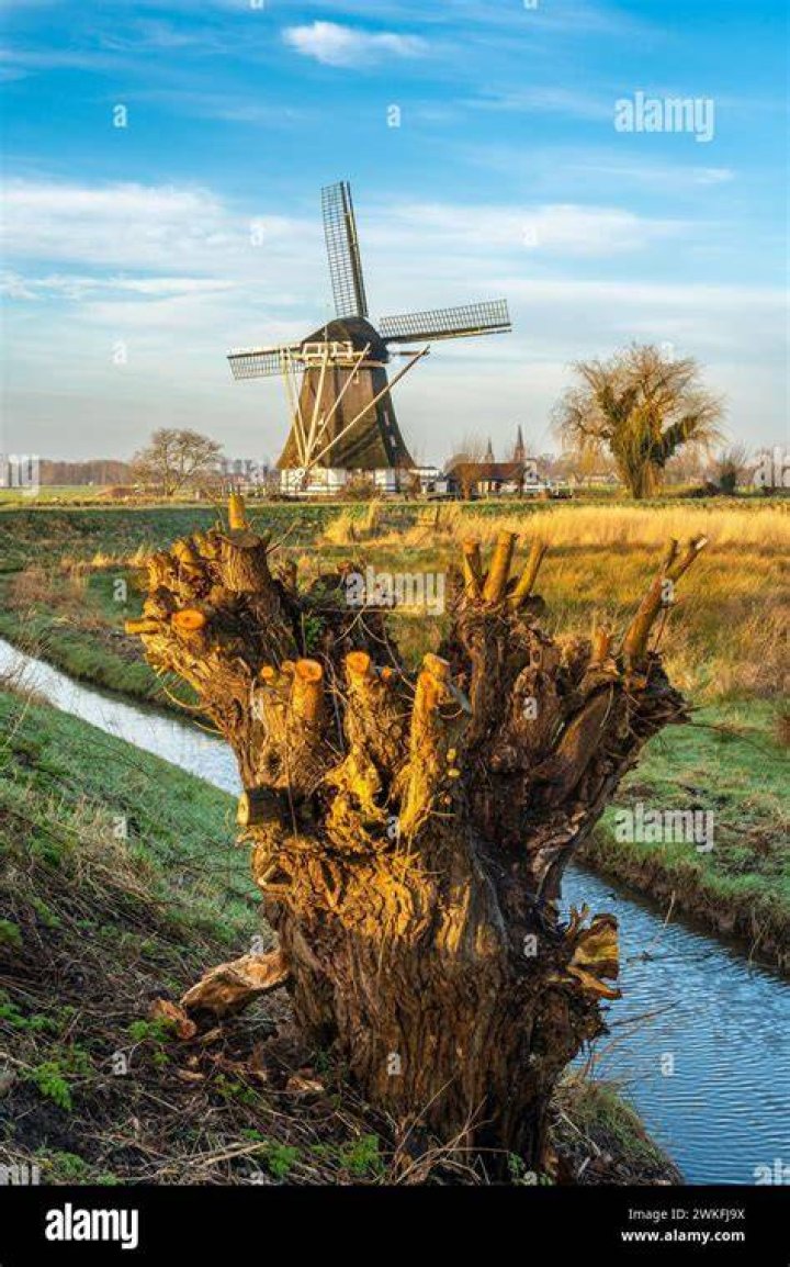 Willow Windmill