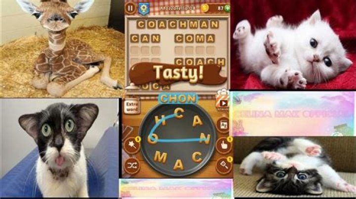 Word Cookies Wondrous Chef-Mozzarella Level 9 Answers Word Cookies Wondrous Chef-Mozzarella Level 9 Answers